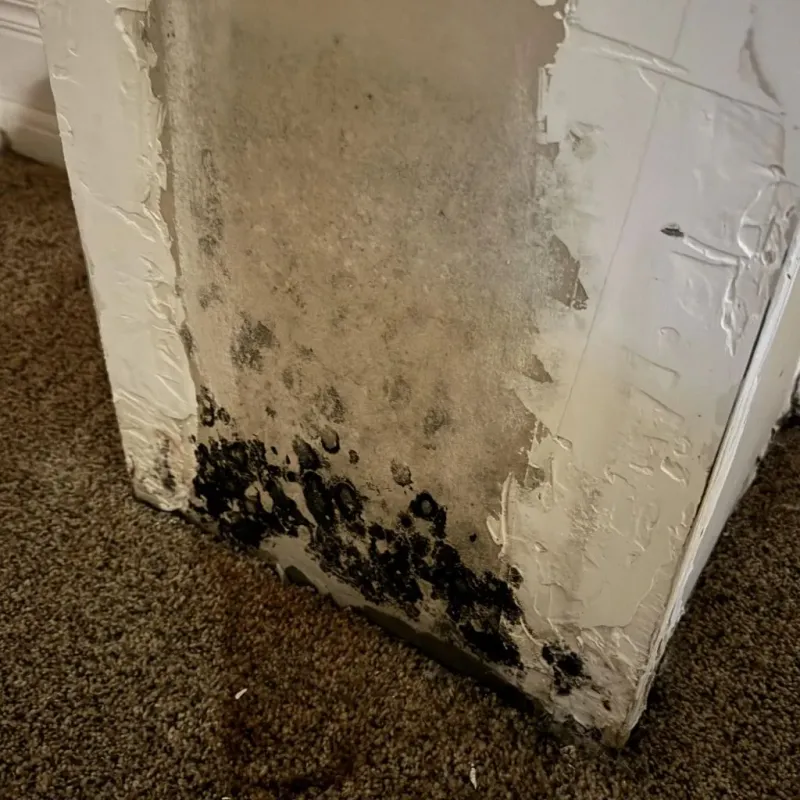 Professional Mold Removal in Marble Falls, TX